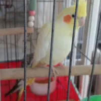 با سلام خدمت دوستان عزیز فروش عرو هلندی