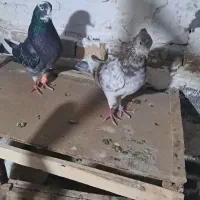 ک ف ت ر|پرنده|زرندیه, |دیوار