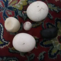 سنگ درجواهرات|کلکسیون اشیاء عتیقه|نیشابور, بنیاد شهید|دیوار