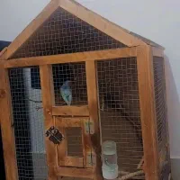 قفس کلبه ای چوبی|لوازم جانبی حیوانات|بردسکن, |دیوار