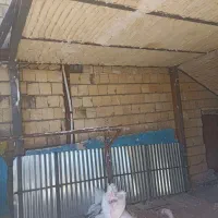 آپارتمان ۵۵متری سیدی|فروش آپارتمان|مشهد, کوی ولیعصر|دیوار