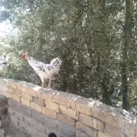 خروس گلین|حیوانات مزرعه|قم, انسجام|دیوار