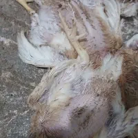 تلفات مرغ تازه روز