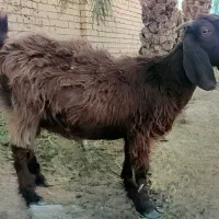 گوسفند فروشی|حیوانات مزرعه|ایرانشهر, |دیوار