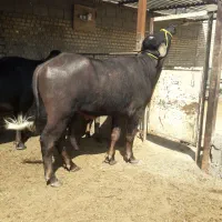 گاومیش نر