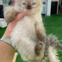 گربه پرشن  هیمالین|گربه|رشت, لاکانی|دیوار