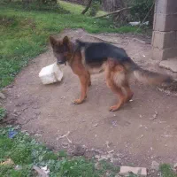 سگ ژرمن شپرد