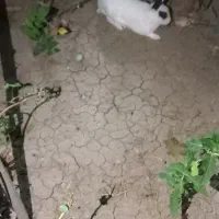 خرگوش