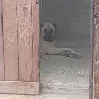 سرابی اصیل ۶ دنگ نگهبان|سگ|رباطکریم, رباطکریم|دیوار