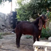 کهره چپش خارجی