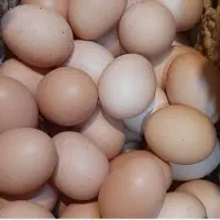 تخم مرغ محلی