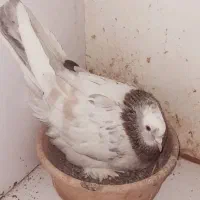 ماده سرور پرشی