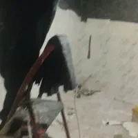 مغازه اجاره ای