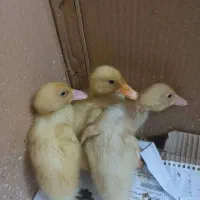 جوجه اردک