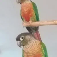 گرنچیک