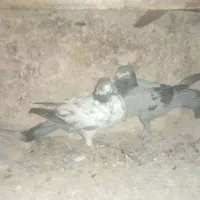 کبوتر|پرنده|اصفهان, آموزشگاه شهید بهشتی|دیوار