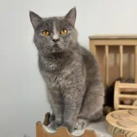 گربه بیریتیش