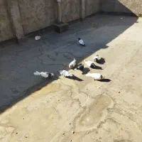 چند عدد اصلی