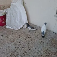 پنج عدد دورح بالا
