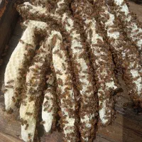 زنبور کارنیکا