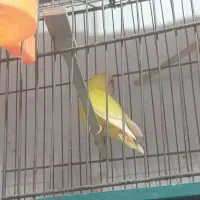 مرغ عشق|پرنده|خمینیشهر, |دیوار