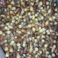 ضایعات خرما