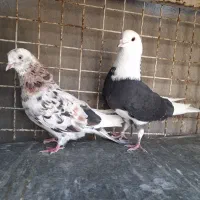 سلام ۱۲تا کبوتر پرشی به شرط سالمی ۲ملیون