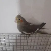 عروس هلندی نر سالم