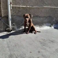 سگ پیت بول اصل|سگ|قدس, شهر‌قدس|دیوار