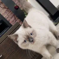 بچه گربه خنگ بامزه بریتیش