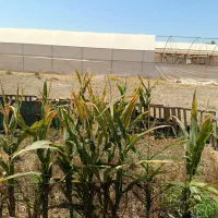 فروش زیر قیمت گلخانه یک هکتاری همراه بااستخروسوییت|فروش دفتر صنعتی، کشاورزی، تجاری|شوشتر, |دیوار