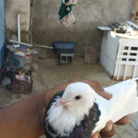 یه کبوترطوقی گم شده دیروزعصر