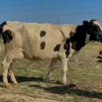 گاو گوساله دار شیری نر|حیوانات مزرعه|گرگان, |دیوار