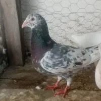 سرور دورگ پلاکی