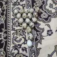 تخم بلدرچین|حیوانات مزرعه|یزد, |دیوار