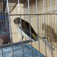 قناری رسمی بلند|پرنده|برازجان, |دیوار