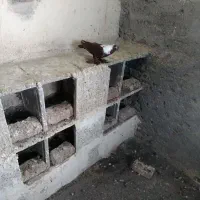 ککیلی ماده صید شده