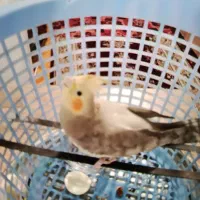 عروس هلندی|پرنده|کرج, برغان|دیوار