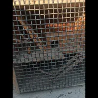 قفس عروس هلندی طوطی