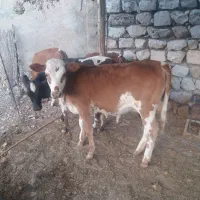 فروش گوساله