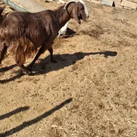 فروش بز چاق