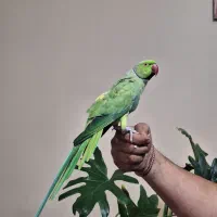 طوطی ملنگو نر