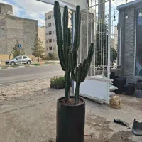 کاکتوس افوربیا