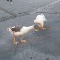 قوغاز دوعدد
