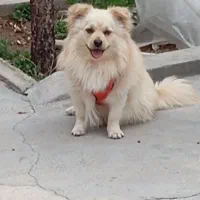 پامر روباهی