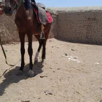 اسب|اسب و تجهیزات اسبسواری|قائن, |دیوار