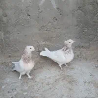 اصفهانی ترمه ای