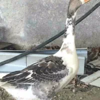 فروش غاز مرغ سلطان جوجه گلپایگانی مرندی چاپنیز