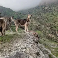 توله پژدر عراقی