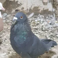 قره یا سیاه پلاکی نر